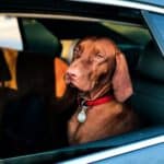 Hond in auto